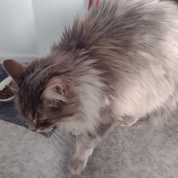 Kitty profile