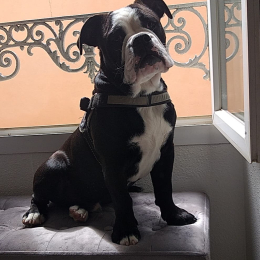Panda profile