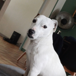 Rox profile