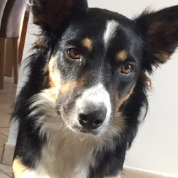 Paco profile