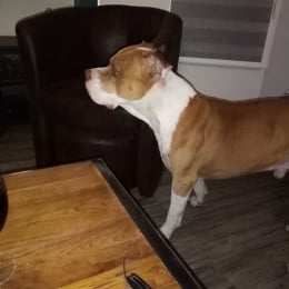 Ciro profile