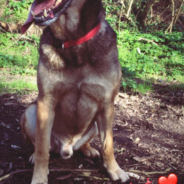 Goliathe et scooby profile