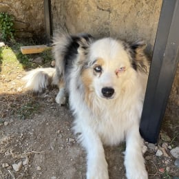 Lassie et nina profile