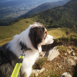 Holi profile