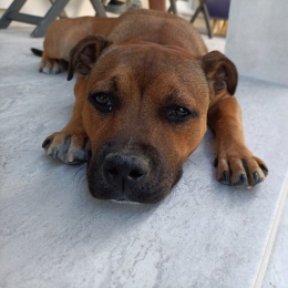 Umaï profile