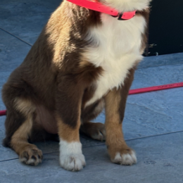 Doggo profile