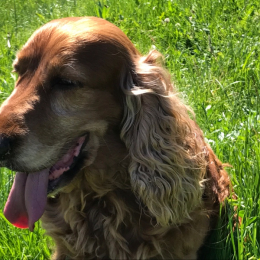 Oscar profile