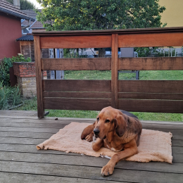 Ares profile