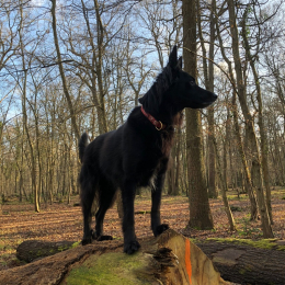 Shadow profile
