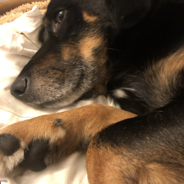 Oswald profile