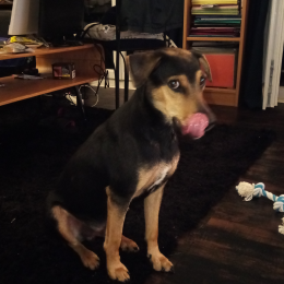 Pilou profile