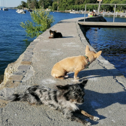 Léo neshama et gizmo profile