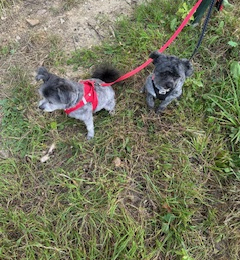 Oscar et obiwan profile