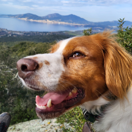 Vasco profile