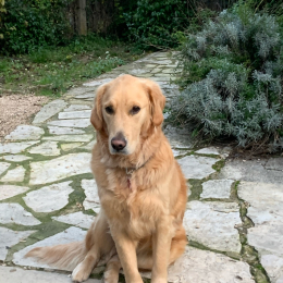 Olimpe profile