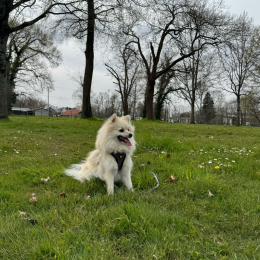 Vaya profile