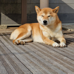 Kiara profile