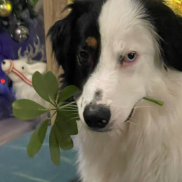 Duke profile