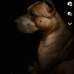 Taï-ly profile