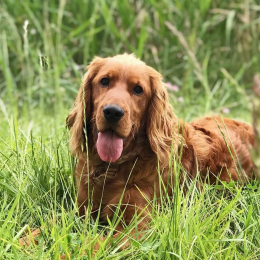 Cooper profile