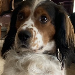 Paton profile