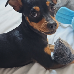 Toundra profile