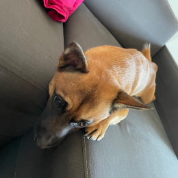 Pongo profile