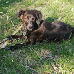 Fidji profile