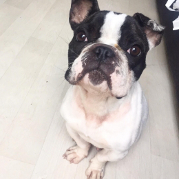 Gaston profile