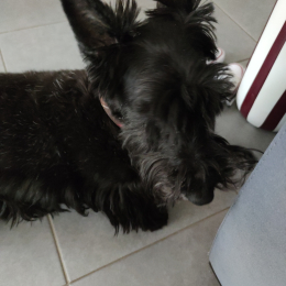 Nahéma profile