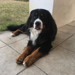 Nelson  profile