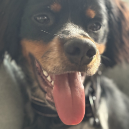 Rocky profile