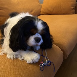 Charlie profile
