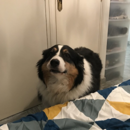 Laika profile