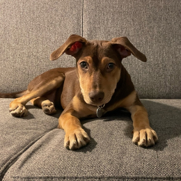 Abysse profile