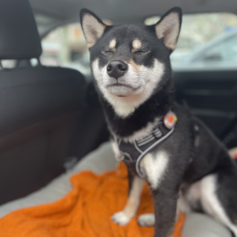 Twix profile