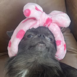 Bibi profile