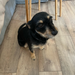 Owen profile