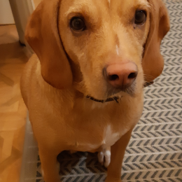 Orphee profile
