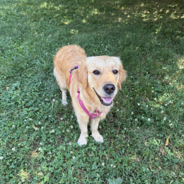 Zelda profile