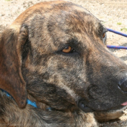 Sam profile