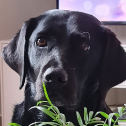 Milka profile