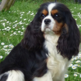 Radieuse profile