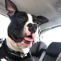 Hades profile