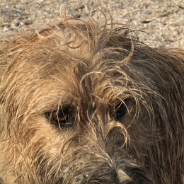 Zazou profile