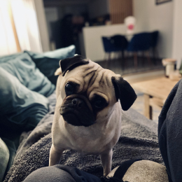 Romy profile