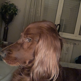 Ciubecca profile