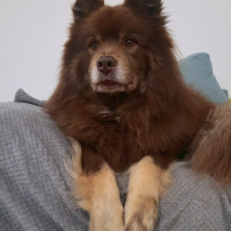 Pumpo profile