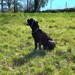 Athena profile