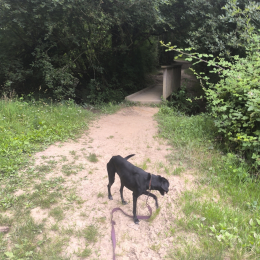 Doggo profile